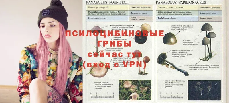 Галлюциногенные грибы Psilocybe  Верхняя Салда 